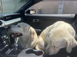 Found/Stray Unknown Dog last seen halliburton up the street from the library, Hacienda Heights, CA 91745