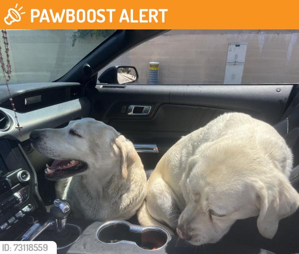 Found/Stray Unknown Dog last seen halliburton up the street from the library, Hacienda Heights, CA 91745