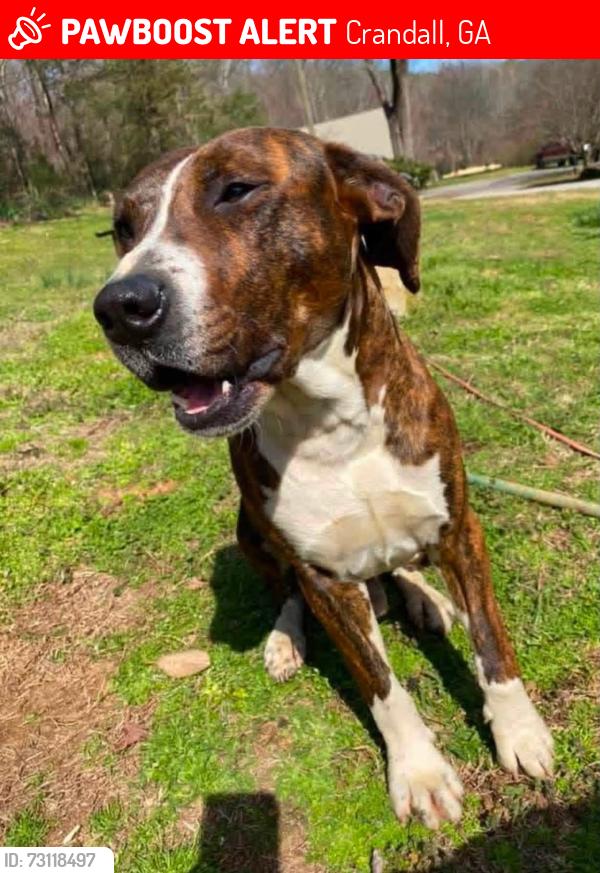 Lost Male Dog last seen Grassy mountain area, Crandall, GA 30711