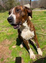 Lost Male Dog last seen Grassy mountain area, Crandall, GA 30711