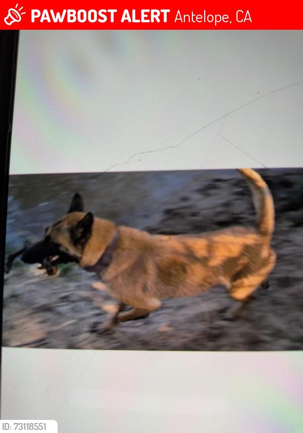 Lost Female Dog last seen U st, Antelope, CA 95843