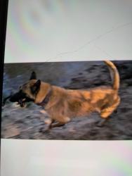 Lost Female Dog last seen U st, Antelope, CA 95843