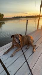 Reunited Female Dog last seen Golden Oak Dr & Cameo Ln, Circle Pines, MN 55014
