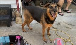 Reunited Female Dog last seen Buck Ford Rd, Riverhill Drive Shelby NC, Cleveland County, NC 28152