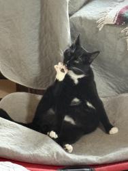 Reunited Male Cat last seen Woodside Drive, Tobyhanna, PA 18466