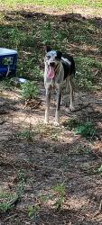 Found/Stray Male Dog last seen CR 3805 and FM 2493, FM 2493, TX 75703