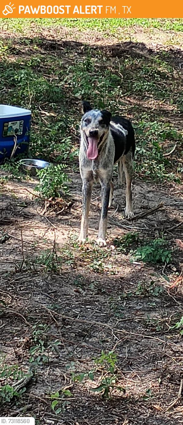 Found/Stray Male Dog last seen CR 3805 and FM 2493, FM 2493, TX 75703