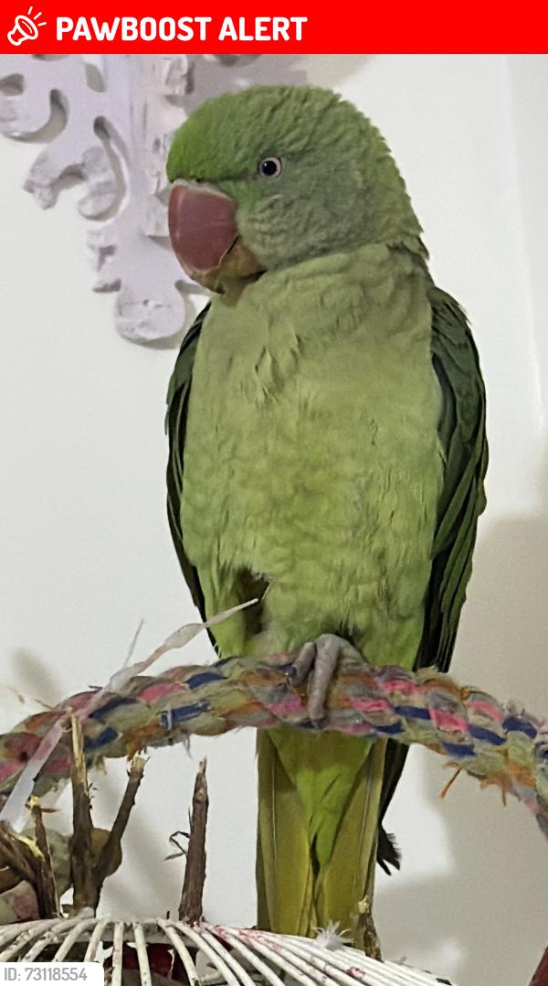 Lost Unknown Bird last seen Alum rock road, Birmingham, England 