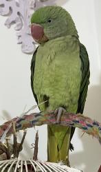 Lost Unknown Bird last seen Alum rock road, Birmingham, England 