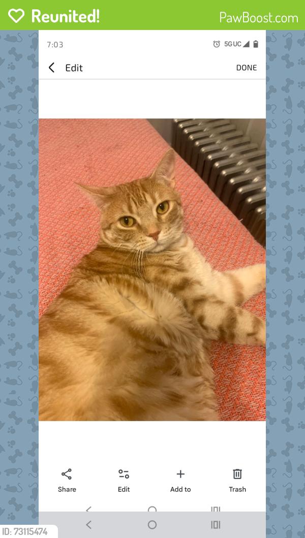 Reunited Male Cat last seen Foster and lacrosse , Chicago, IL 60630