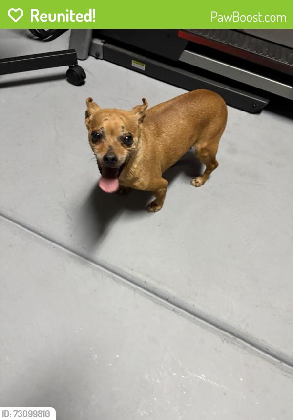 Reunited Female Dog last seen Bogdanich, Patterson, CA 95363
