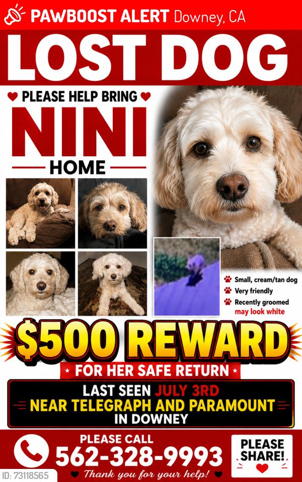 Lost Female Dog last seen Telegraph and paramount, Downey, CA 90240