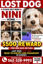 Lost Female Dog last seen Telegraph and paramount, Downey, CA 90240