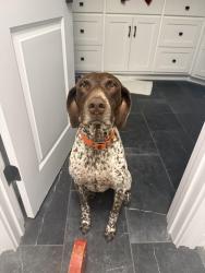 Reunited Male Dog last seen Dauphin Island Parkway, Mobile County, AL 36523