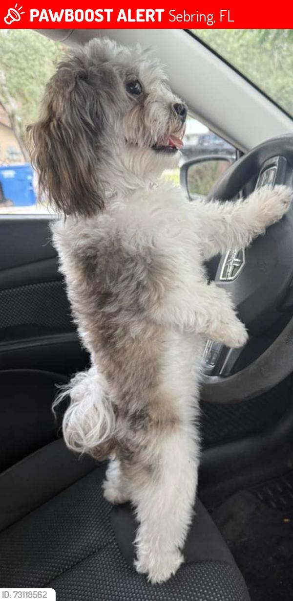 Lost Female Dog last seen Near Desoto Rd, Sebring, FL 33870, Sebring, FL 33870