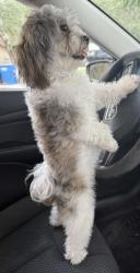 Lost Female Dog last seen Near Desoto Rd, Sebring, FL 33870, Sebring, FL 33870