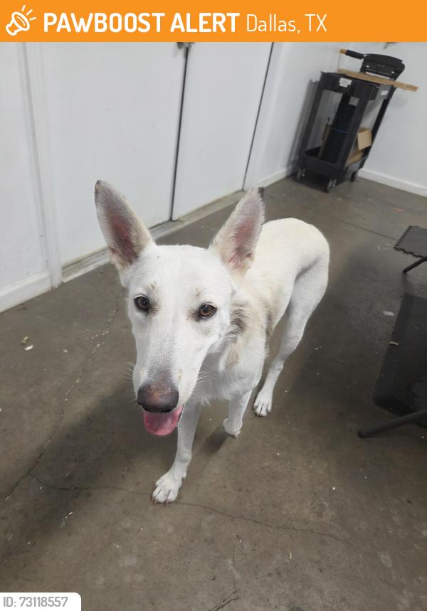 Found/Stray Female Dog last seen Cayuga Dr and Stevens St, Dallas, TX 75228