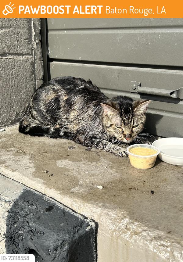 Found/Stray Unknown Cat last seen antioch and tiger bend, Baton Rouge, LA 70817