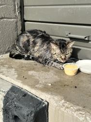 Found/Stray Unknown Cat last seen antioch and tiger bend, Baton Rouge, LA 70817
