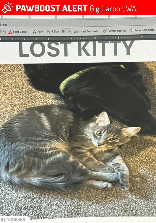 Lost Male Cat last seen Wright Bliss, Gig Harbor, WA 98329