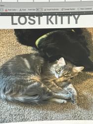 Lost Male Cat last seen Wright Bliss, Gig Harbor, WA 98329