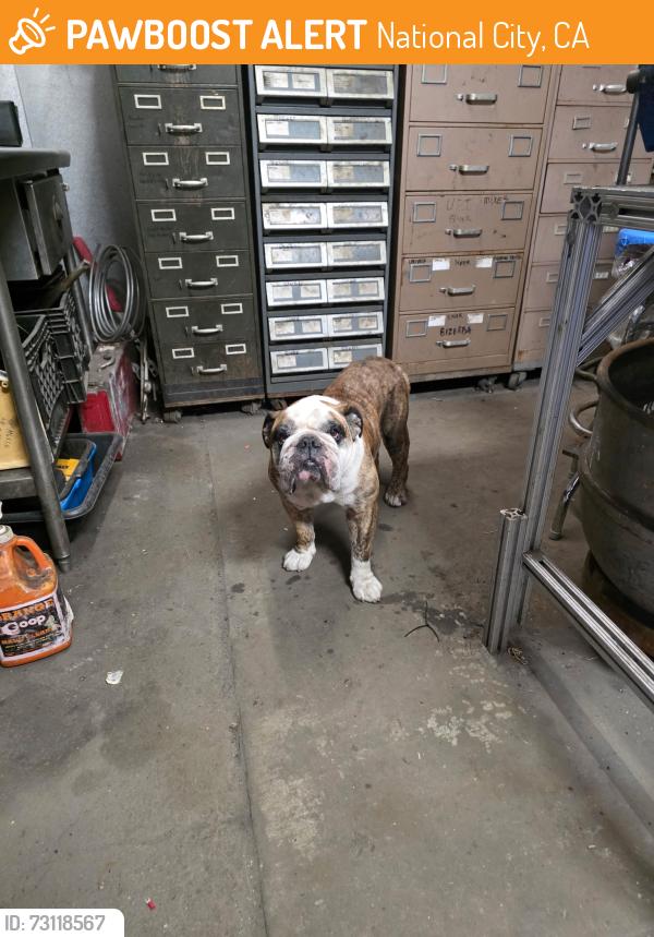 Found/Stray Male Dog last seen Harley Davidson, National City, CA 91950