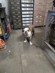 Found/Stray Male Dog last seen Harley Davidson, National City, CA 91950