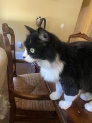 Reunited Female Cat last seen Suffolk Lane / Longpoint, Huntington Beach, CA 92649