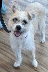 Found/Stray Female Dog last seen N/a, Richardson, TX 75083