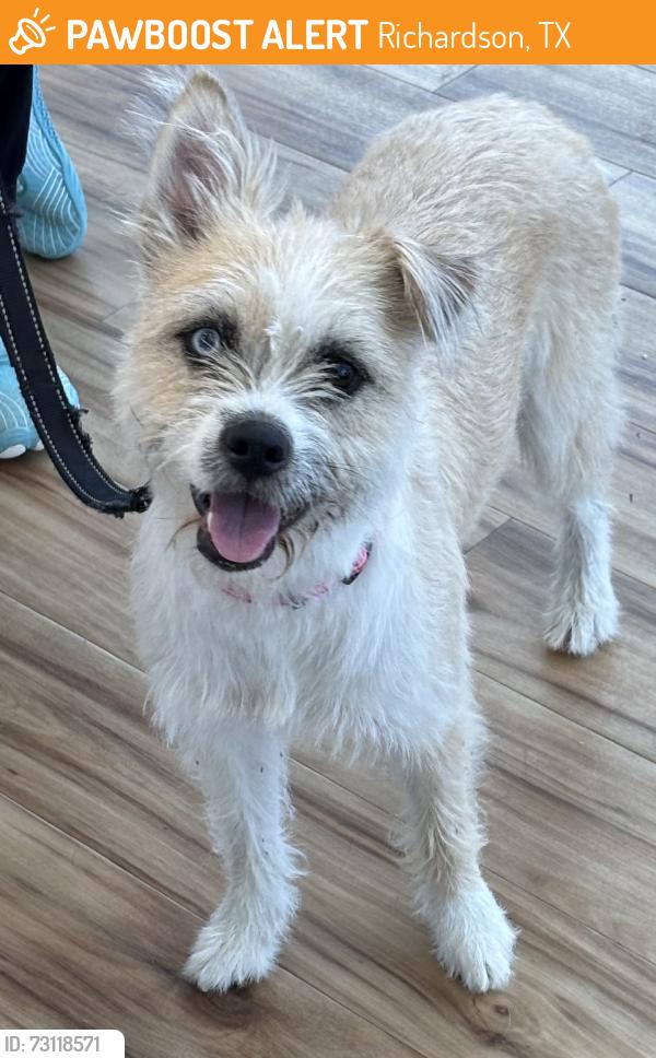Found/Stray Female Dog last seen N/a, Richardson, TX 75083