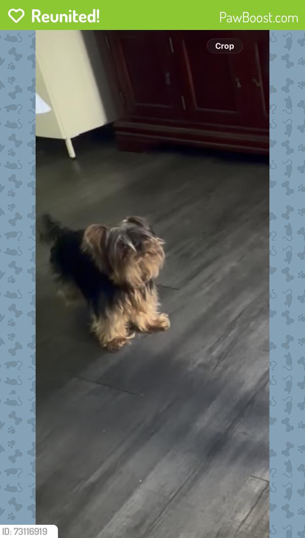 Reunited Female Dog last seen Emerson and Thompson, Indianapolis, IN 46203