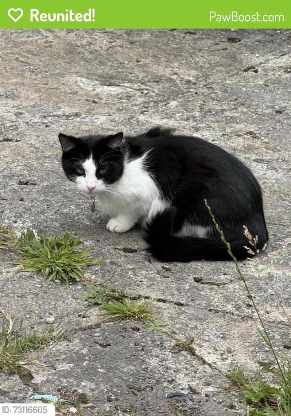 Reunited Female Cat last seen Parsonage Road, Greater Manchester, England 
