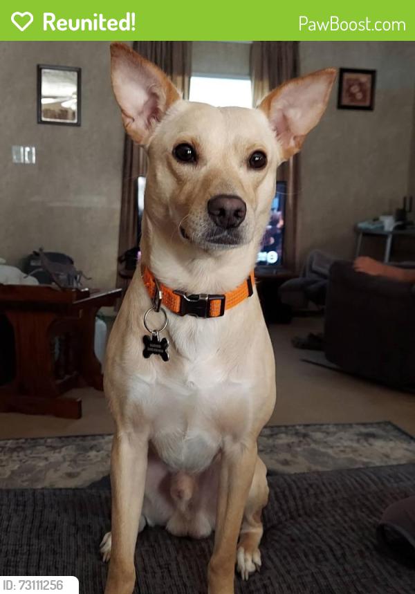 Reunited Male Dog last seen Near Elaine Street Nebo NC 28761, Nebo, NC 28761