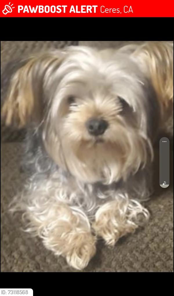 Lost Male Dog last seen Don't remember, Ceres, CA 95307