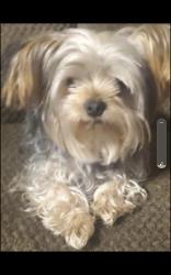 Lost Male Dog last seen Don't remember, Ceres, CA 95307