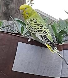 Found/Stray Unknown Bird last seen Near Lenora lane, Richmond, VA 23230