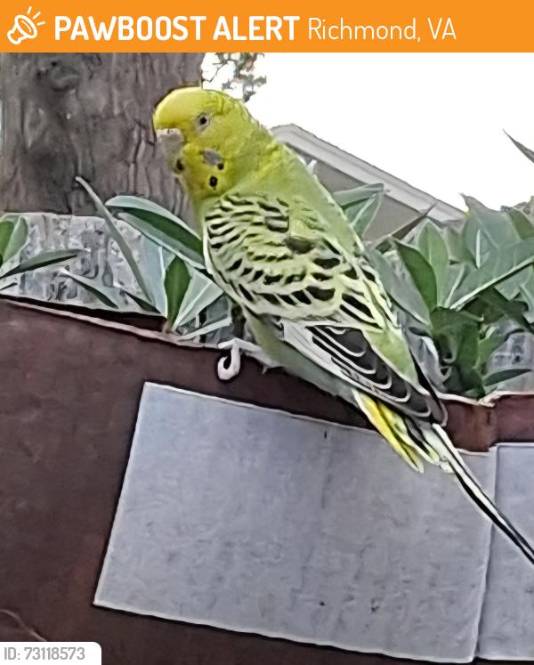 Found/Stray Unknown Bird last seen Near Lenora lane, Richmond, VA 23230