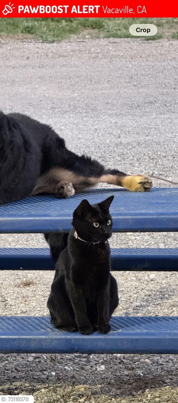 Lost Female Cat last seen Gibson Canyon Rd near Kappel Hill, Solano County, CA 95688