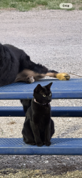 Lost Female Cat last seen Gibson Canyon Rd near Kappel Hill, Solano County, CA 95688