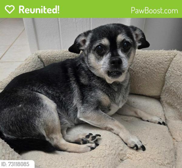 Reunited Female Dog last seen Hamilton Rd, Blountville, TN 37617
