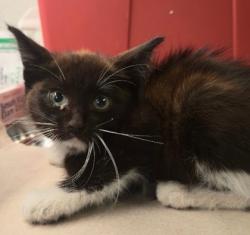 Shelter Stray Male Cat last seen N Marks Ave & W Dudley Ave, Fresno Zone Fresno CO 2 93722, CA, 1510 W Dan Ronquillo Dr, Fresno, CA 93706, USA