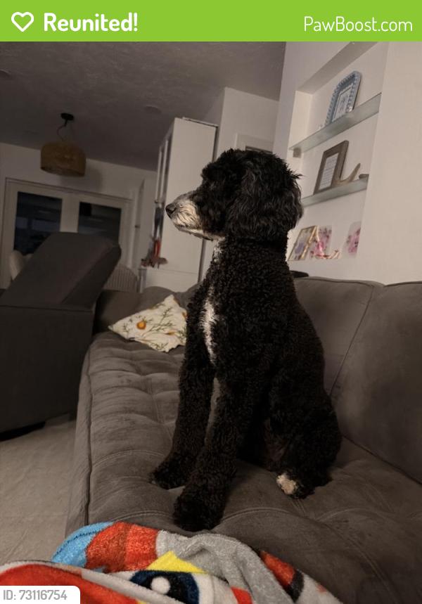 Reunited Female Dog last seen Near SW 146th St, Miami, FL 33176, USA, Miami, FL 33176