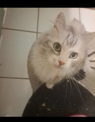 Found/Stray Female Cat last seen Old wonderland and Teeple Terrace area, London, ON 
