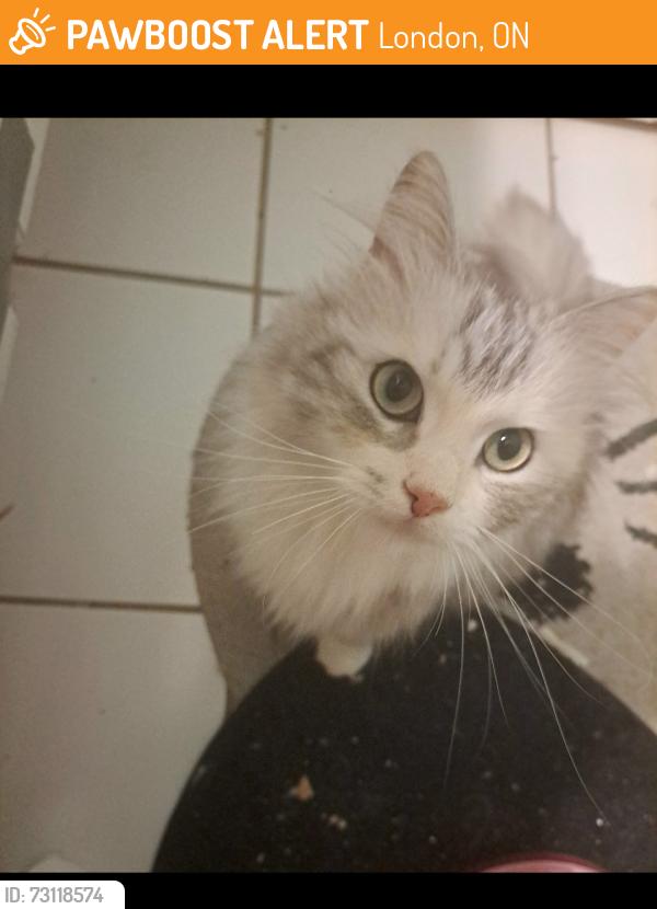 Found/Stray Female Cat last seen Old wonderland and Teeple Terrace area, London, ON 