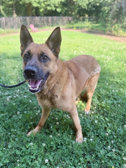 Shelter Stray Female Dog last seen Near Weatherly Drive, 30083, GA, 3280 Chamblee Dunwoody Rd, Chamblee, GA 30341, USA