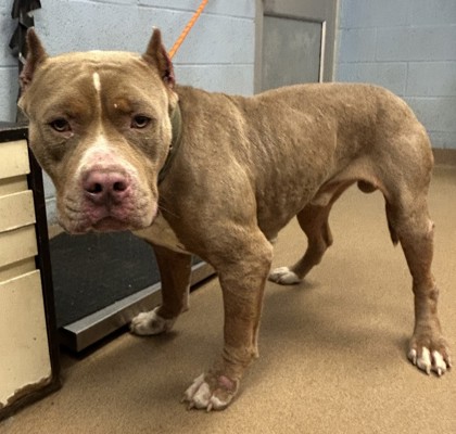 Shelter Stray Male Dog last seen Near Scarlet Ohara Dr, 30294, GA, 3280 Chamblee Dunwoody Rd, Chamblee, GA 30341, USA