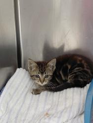 Shelter Stray Female Cat last seen Near International Blvd, Oakland, CA, 1101 29th Ave, Oakland, CA 94601, USA
