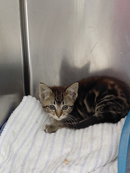Shelter Stray Female Cat last seen Near International Blvd, Oakland, CA, 1101 29th Ave, Oakland, CA 94601, USA
