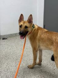 Shelter Stray Male Dog last seen Near Foundry Dr, Gastonia, NC, 1491 Business Park Ct, Gastonia, NC 28052, USA
