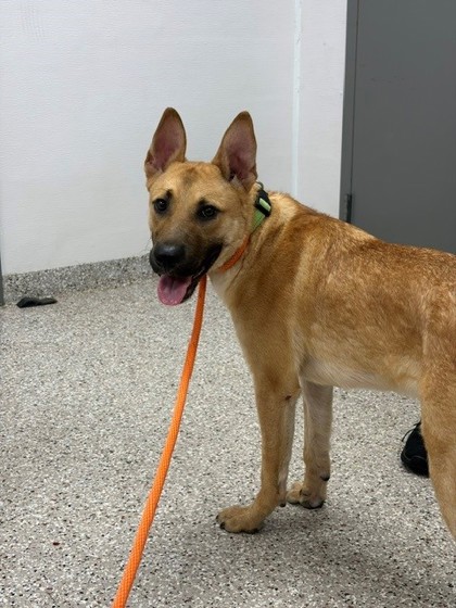 Shelter Stray Male Dog last seen Near Foundry Dr, Gastonia, NC, 1491 Business Park Ct, Gastonia, NC 28052, USA